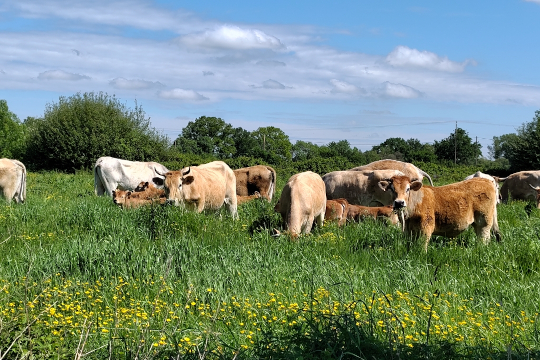 Vaches dans l'herbe